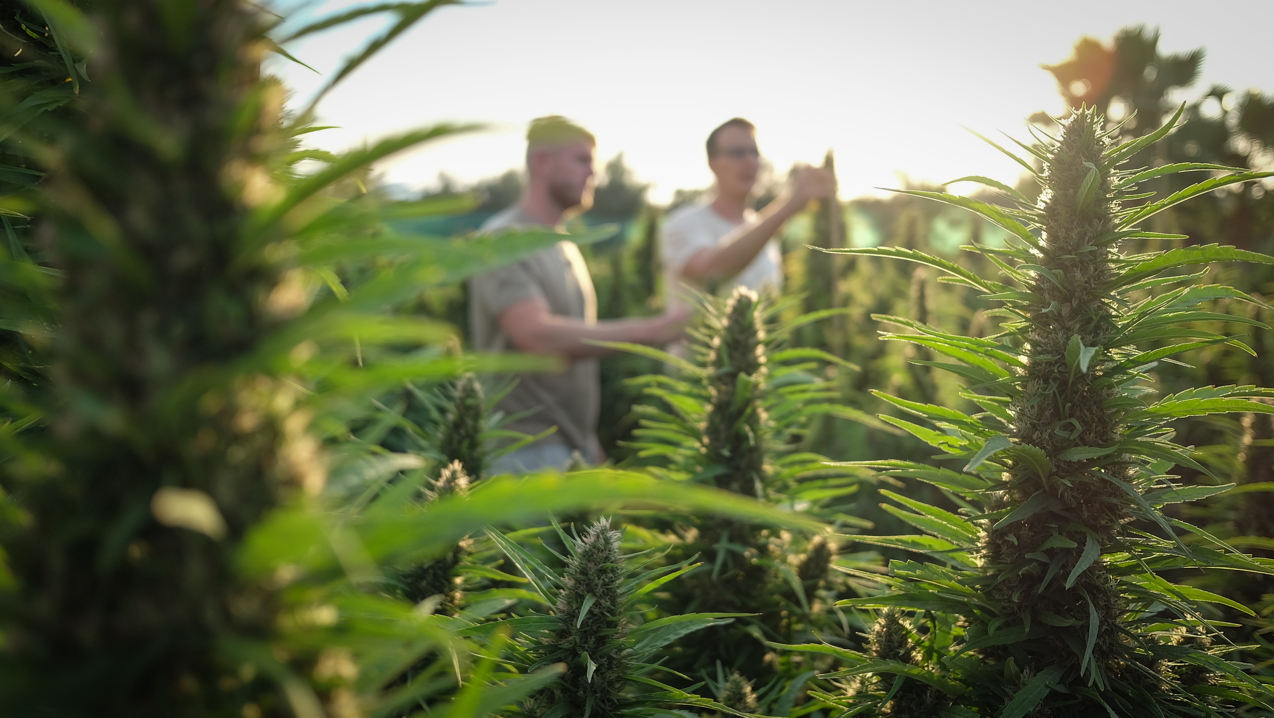 naturliga cannabisprodukter