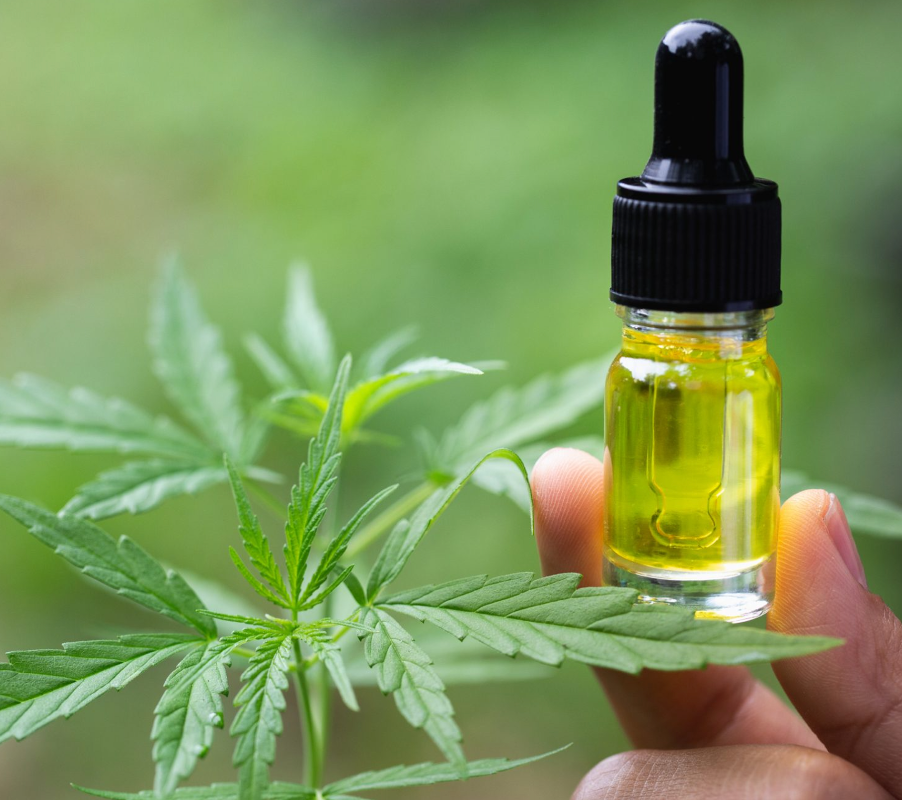cbd olja