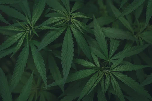 Vad är cannabisolja bra för? Utforska dess möjliga användningsområden