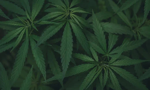 Cannabisolja mot smärta – En djupgående guide