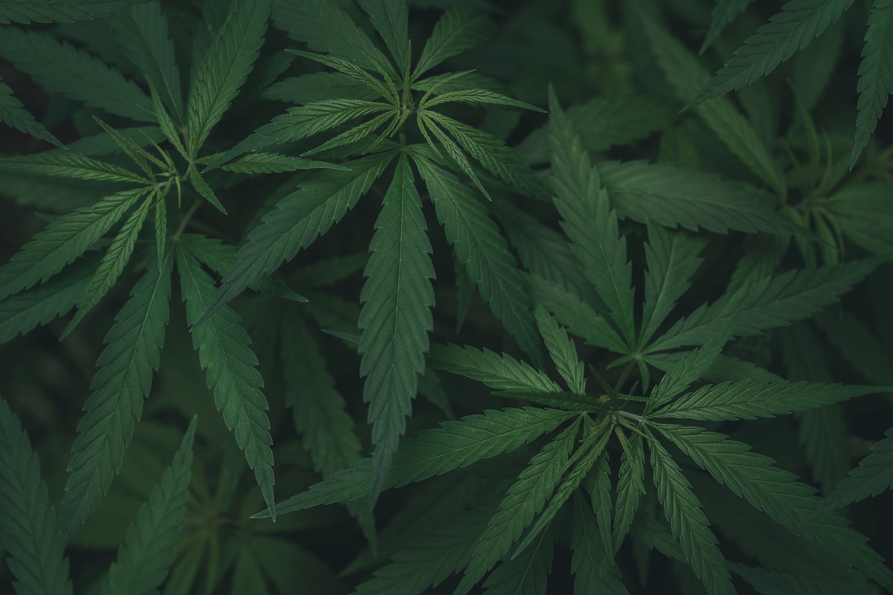 Hampaolja CBD: En omfattande guide till fördelar och användning