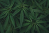 CBD-kapslar mot smärta: Effekt, dosering och användning