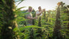 Raw Organics naturlig cannabisgård